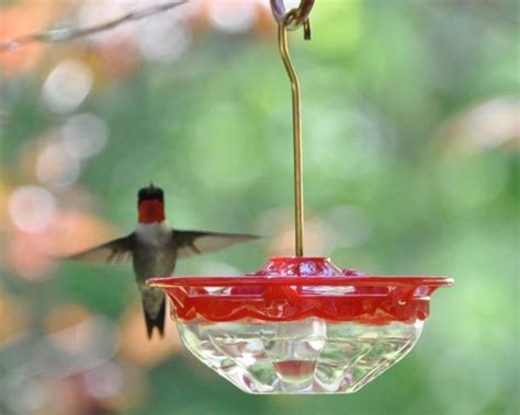 25% sugar and 75% water. Wild Birds Unlimited - Nature Shop