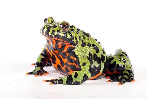 Fire Bellied Toad Bombina Orientalis Photograph By David Kenny Fine
