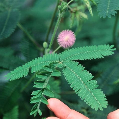 Mimosa Pudica Sensitive Plant No Touch Premium Seed Packet Etsy