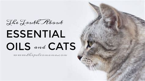 Safe use of essential oils around cats requires solid knowledge about these compounds and familiarity with their presence in various oils. The Truth About Essential Oils and Cats - The Paleo Mama