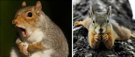 The 10 Types Of Squirrels In The United States 2021 Bird Watching