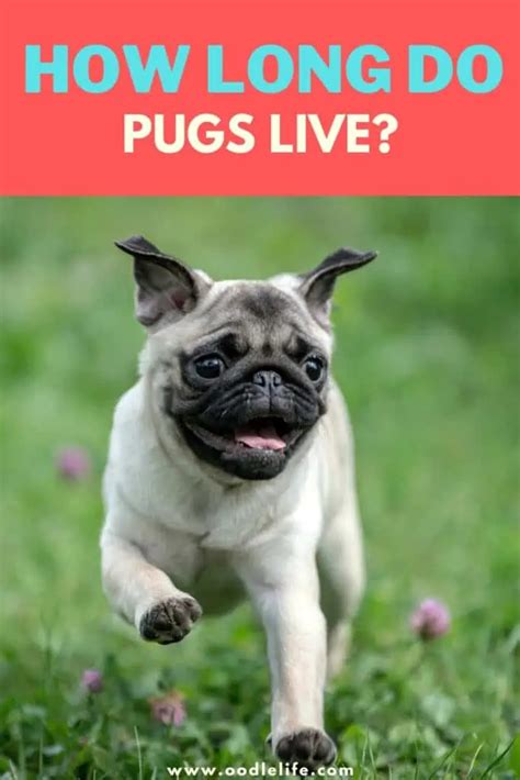 How Long Do Pugs Live Increase Pug Lifespan Tips Oodle Life