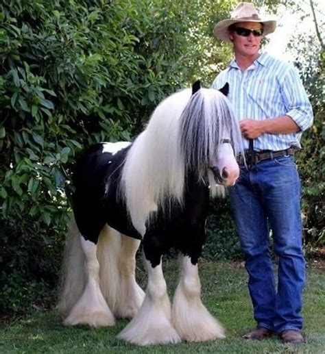 Meet The Miniature Gypsy Vanner A New Horse Breed In The Making