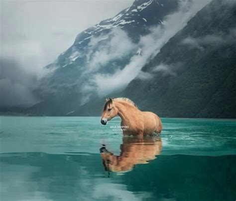Horse In The Water Horses Pretty Horses Horse Photography