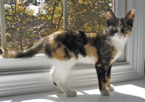 300 Calico Cat Names Cute Unique Names Youll Love