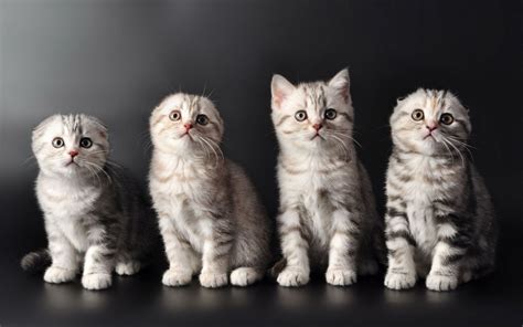 Kittens Kitten Cat Cats Baby Cute S Wallpaper 2560x1600 708296