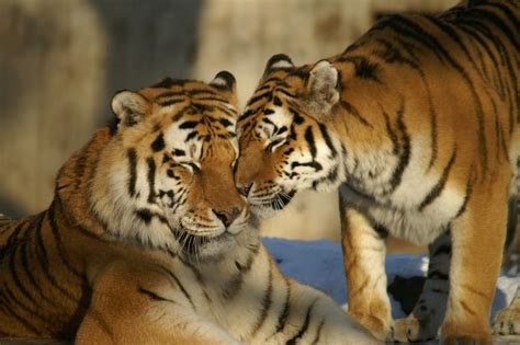 How Do Tigers Mate And Reproduce Joy Of Animals