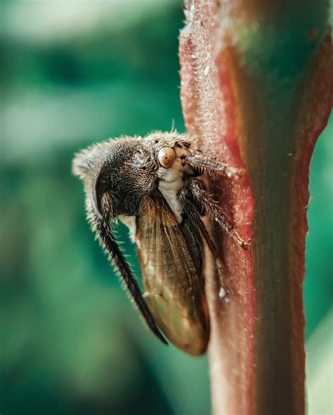 Moringa Horned Treehopper Insect Pixahive