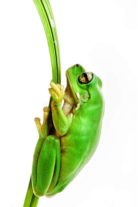 Small Green Tree Frog Holding On The Palm Tree Stock Photo Image Of