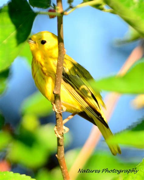 I Love Spring Yellow Warbler Pet Birds Beautiful Birds Birds