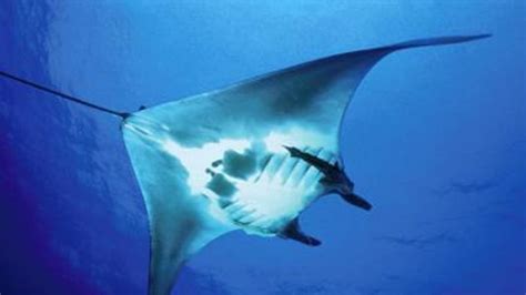 Deep Sea Secrets Of Massive Manta Rays Revealed Fox News