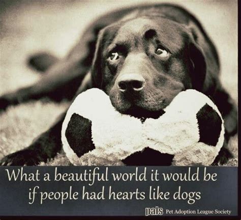 Dog Quotes That Will Make Your Heart Melt Dog Lovers Corner