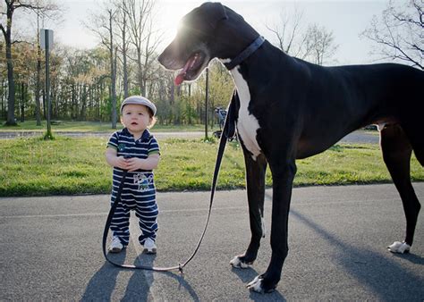 7 Small Children And Their Big Dogs Pictures