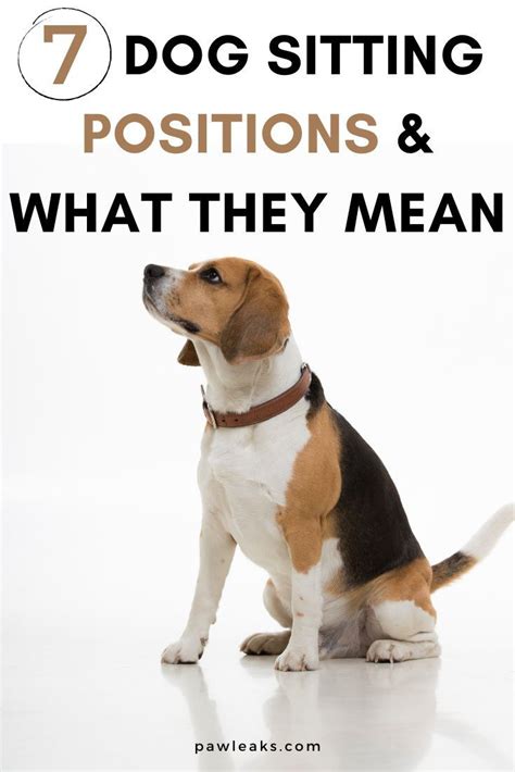 7 Weird Dog Sitting Positions Meaning Dog Sitting Best Dog