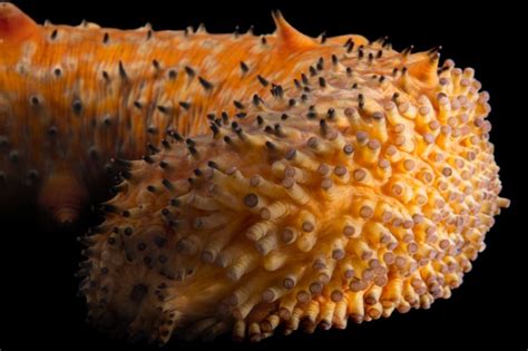 Photo Ark Home Warty Sea Cucumber National Geographic Society