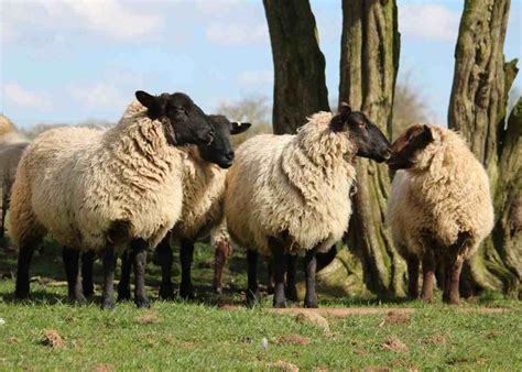 Sheep Farming In Nepal Breeds Business Plan Agri Farming