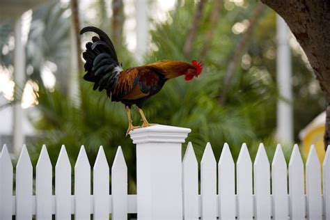 My first trip to key west, i started rounding up the chickens on duval street. Local Legends: Key West Gypsy Chickens | At Home in Key West