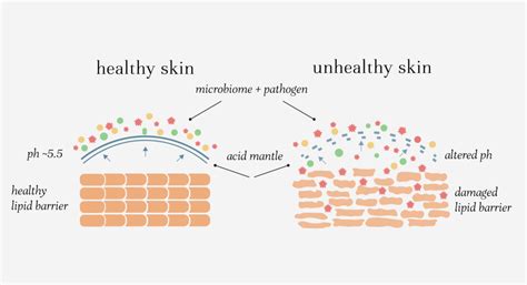 Skin Microbiome 101 Why You Should Embrace Good Bacteria