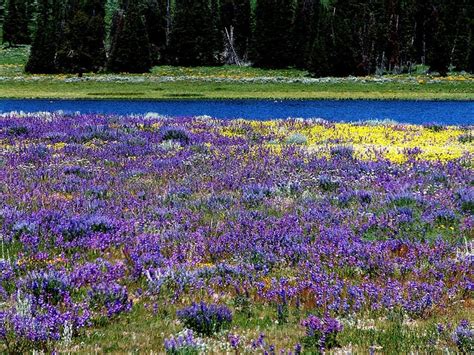 a meadow yellowstone national park usa a photo on flickriver national parks yellowstone