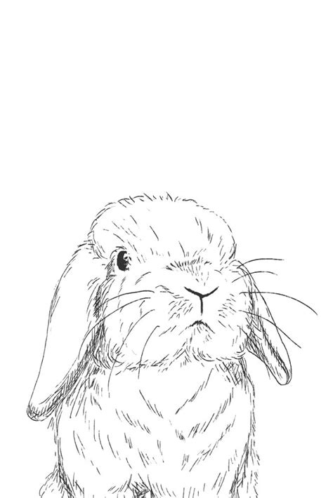Curious Holland Lop Bunny Art Print By Jdsinger479 X Small Bunny