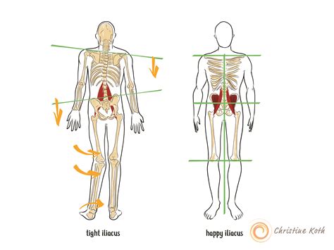 Learn about hip flexors anatomy muscles with free interactive flashcards. Deep Dive into the Anatomy of the Hip Flexor Muscles
