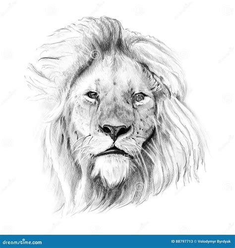 Retrato Del León Dibujado A Mano En Lápiz Stock De Ilustración