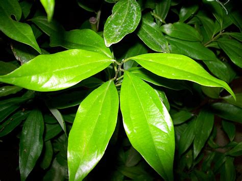 Learn more about cinnamon as a spice, its other uses, health benefits, nutrition, and possible risks. Cinnamon | Diseases and Pests, Description, Uses, Propagation