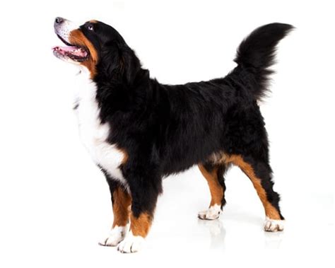 Schweizer Sennenhunde: Charakter, Erziehung, Ernährung