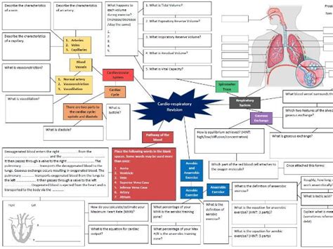 Respiratory System Mind Map