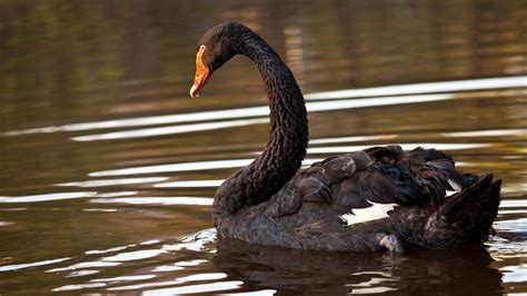 Animal Black Swan Hd Wallpaper