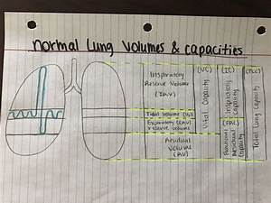 Lung Volumes And Capacities Respiratory Therapy Notes Respiratory