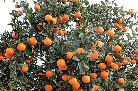 Oranger Citrus Sinensis Clorofila