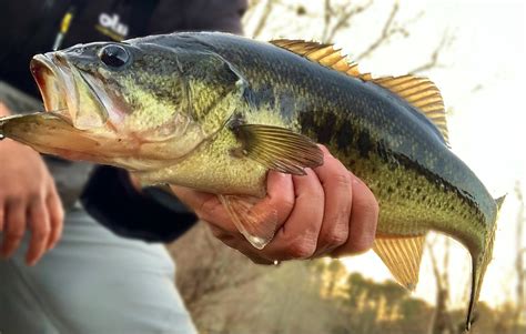 7 Essential Lures For Winter Bass Fishing On The Water