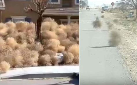 bizarre weeds that travel invade this california city many trapped inside houses