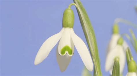 Snowdrop Flowers Opening Time Lapse Youtube