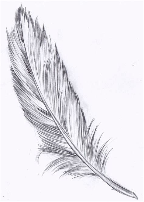 Realistic Feather Drawing At Explore Collection Of