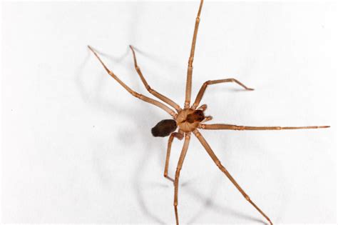 Wolf Spider Vs Brown Recluse Pictures Wolf Spider