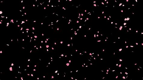 Falling Sakura Cherry Blossoms Stock Motion Graphics Motion Array