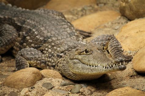 Змея Крокодил Фото Telegraph
