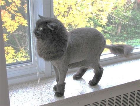Domestic longhair cat gets a lion cut haircut. Pin on Beautiful Cats and Other Creatures
