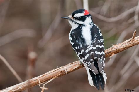 Downy Woodpecker Guidedownywoodpec Flickr