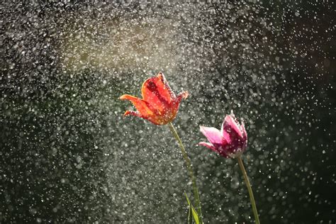 Free Photo Two Tulip Flowers In Rain