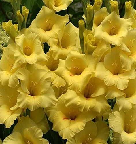 Made And Shipped In Usa Large Bulbs 10 Giant Flowering