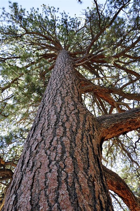 Large Ponderosa Pine Large Ponderosa Pine Tree Along The A Flickr