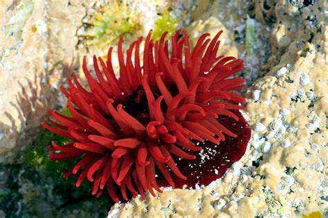 Sea Anemones: Characteristics, reproduction, habits and more.