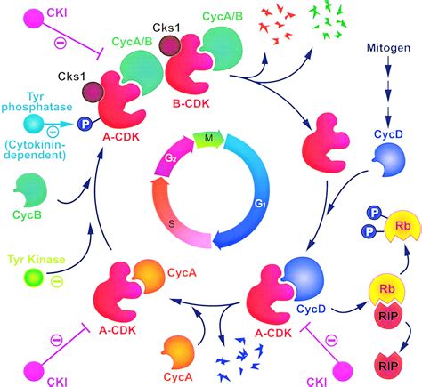 Cell cycle and plant development. Cyclin-Dependent Kinases and Cell Division in Plants—The ...