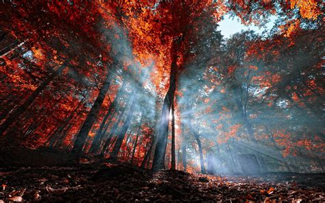 The blue post boxes were for airmail letters and placed at important sites, they only lasted for eight years because of the rapid expansion of air services to europe and the british empire their usefulness was made redundant. nature, Mist, Landscape, Leaves, Forest, Sun Rays, Fall ...