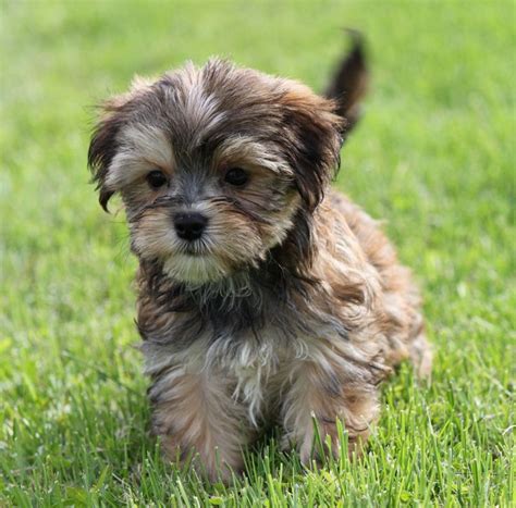 How to choose the best baby formula? Morkie puppy... adorable birthday present please ...
