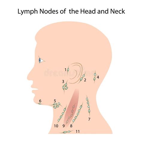 Lymph Nodes Of The Head And Neck Stock Photo Image 24423700