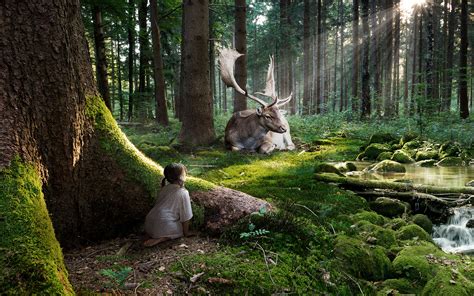 42 Enchanted Forest Wallpaper For Home On Wallpapersafari